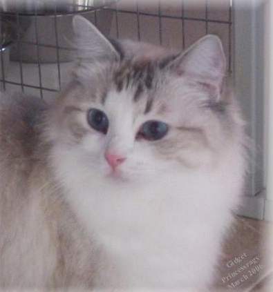 St hotsell cloud ragdolls