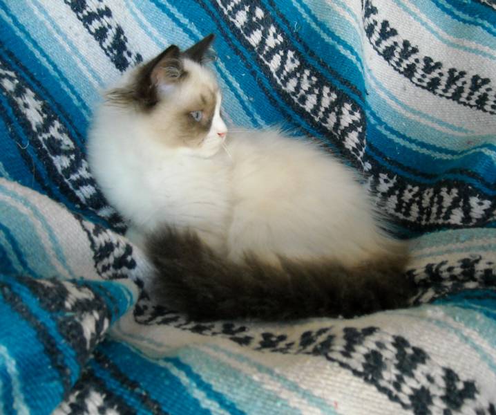 About Saint Cloud Cattery