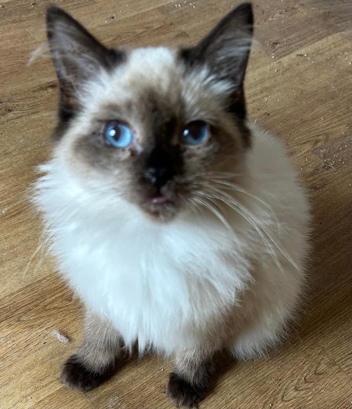 Available Ragdoll Kittens
